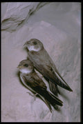 163042 Pair Of Bank Swallows A4 Photo Print