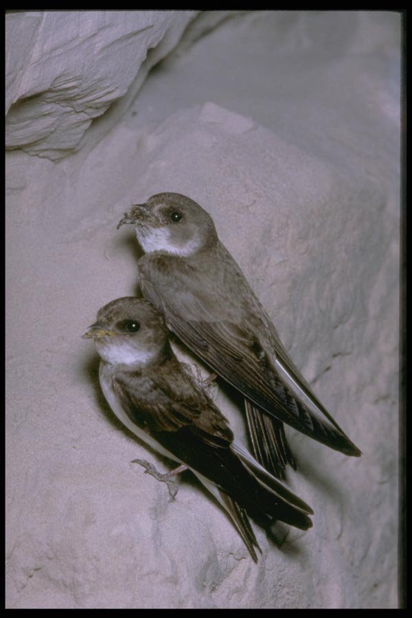 163042 Pair Of Bank Swallows A4 Photo Print