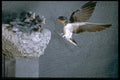 163043 Barn Swallow Approaching Nest A4 Photo Print