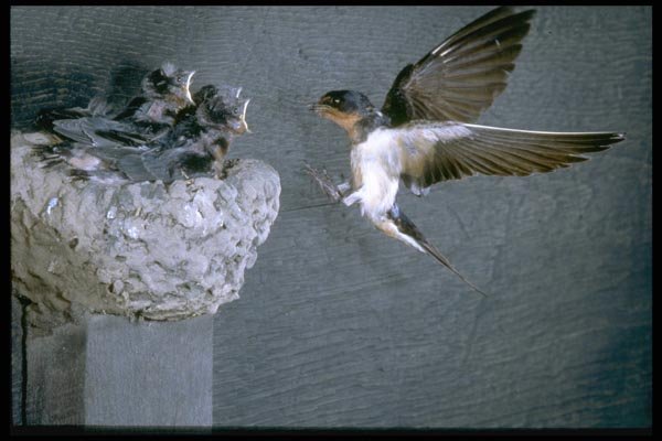 163043 Barn Swallow Approaching Nest A4 Photo Print