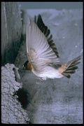 163044 Cliff Swallow Approaching Nest A4 Photo Print