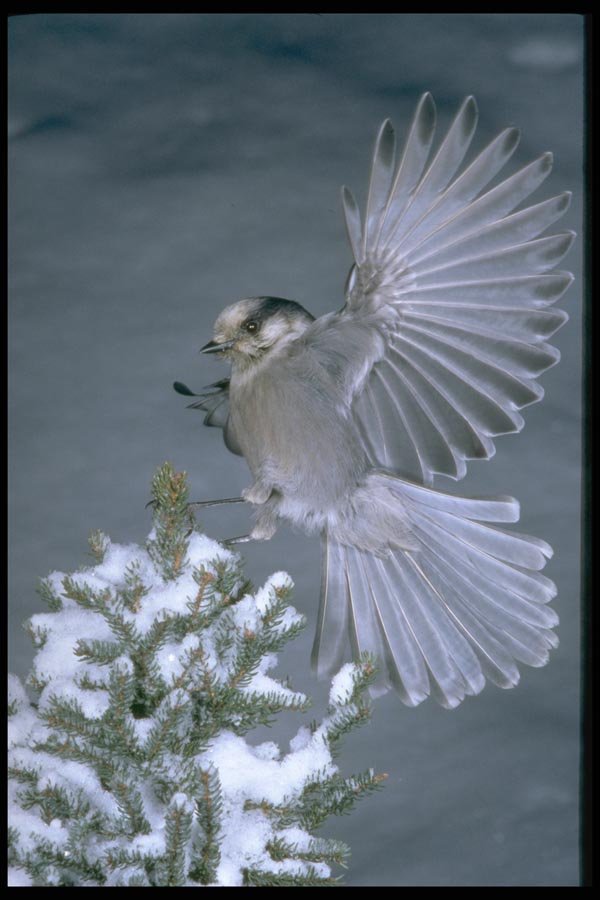 163045 Gray Jay Landing A4 Photo Print