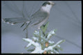 163046 Gray Jay On Snowy Branch A4 Photo Print
