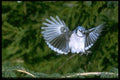 163047 Blue Jay Landing A4 Photo Print