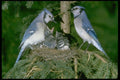 163048 Pair Of Blue Jays With Young A4 Photo Print