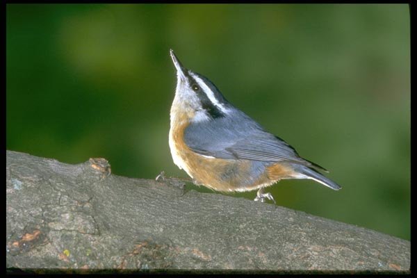 163051 Red breasted Nuthatch On Branch A4 Photo Print