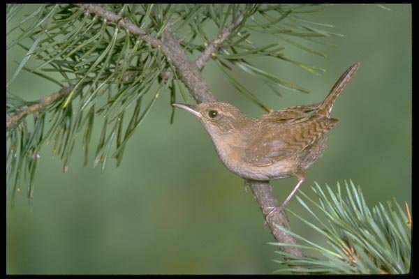 163052 House Wren A4 Photo Print