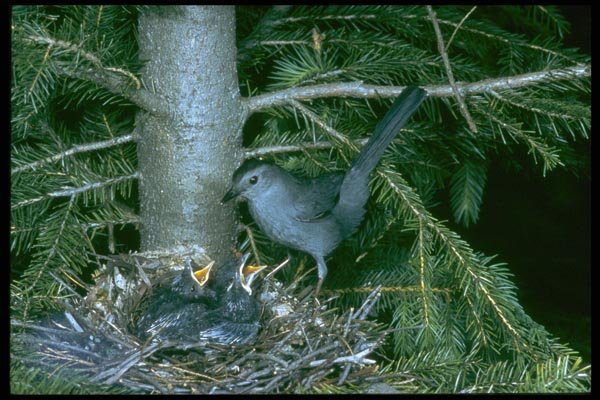 163053 Gray Catbird With Young A4 Photo Print