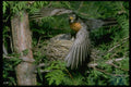 163054 American Robin Landing On Nest A4 Photo Print