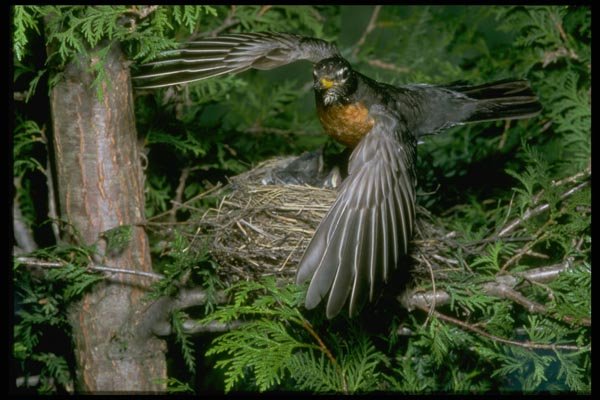 163054 American Robin Landing On Nest A4 Photo Print