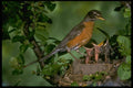 163055 American Robin With Young A4 Photo Print