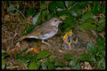 163056 Hermit Thrush With Young A4 Photo Print