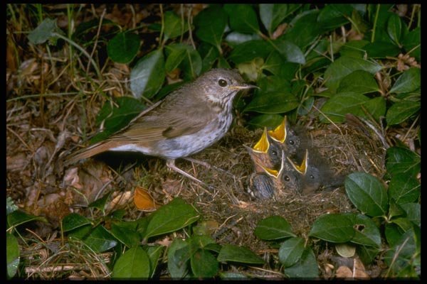 163056 Hermit Thrush With Young A4 Photo Print