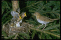 163057 Veery With Young A4 Photo Print