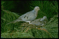 163058 Mourning Dove With Young A4 Photo Print