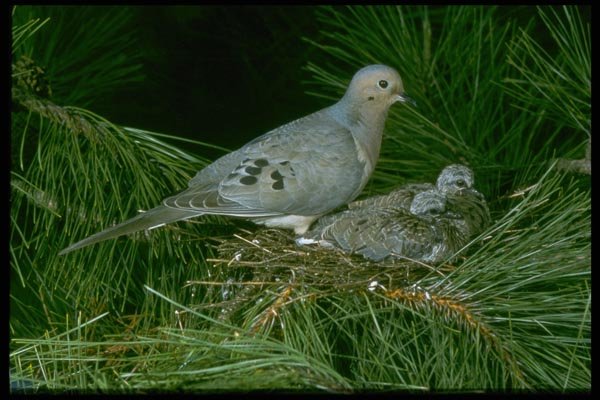 163058 Mourning Dove With Young A4 Photo Print