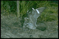 163059 Common Nighthawks With Young A4 Photo Print
