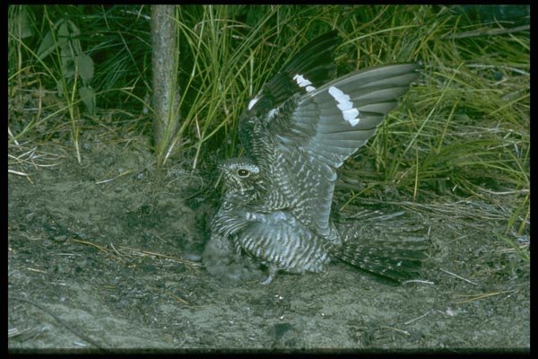163059 Common Nighthawks With Young A4 Photo Print