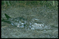 163060 Pair Of Common Nighthawks With Young A4 Photo Print