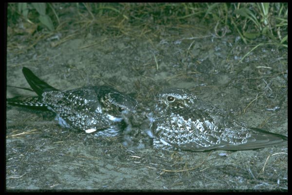 163060 Pair Of Common Nighthawks With Young A4 Photo Print