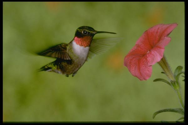 163061 Ruby throated Hummingbird (male) With Petunia A4 Photo Print