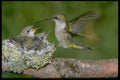 163062 Ruby throated Hummingbird (female) With Young A4 Photo Print