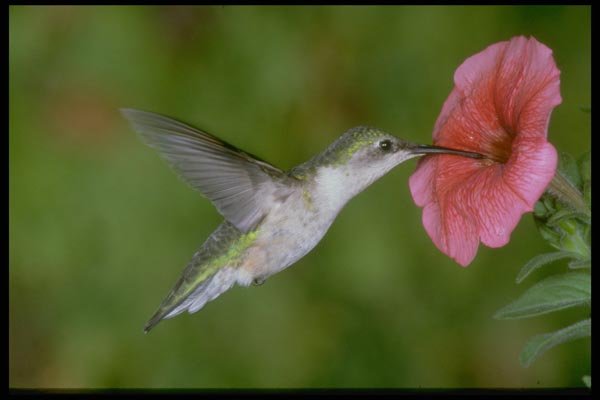 163063 Ruby throated Hummingbird (female) With Petunia A4 Photo Print