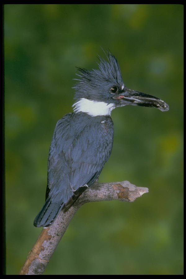 163064 Belted Kingfisher A4 Photo Print