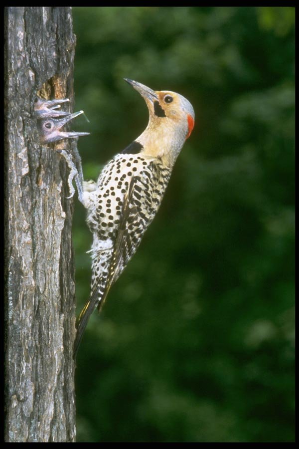163065 Yellow shafted Flicker With Young A4 Photo Print