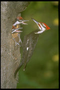 163066 Pileated Woodpecker With Young A4 Photo Print