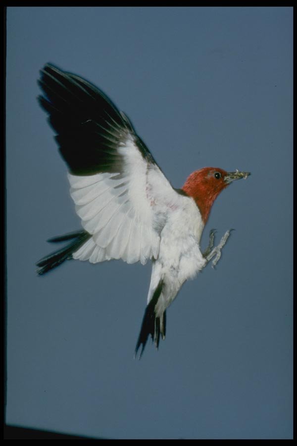 163067 Red headed Woodpecker In Flight A4 Photo Print