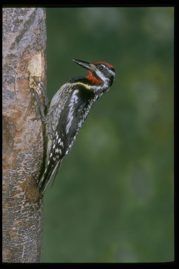 163068 Yellow bellied Sapsucker (male) A4 Photo Print