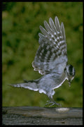 163069 Downy Woodpecker (female) A4 Photo Print