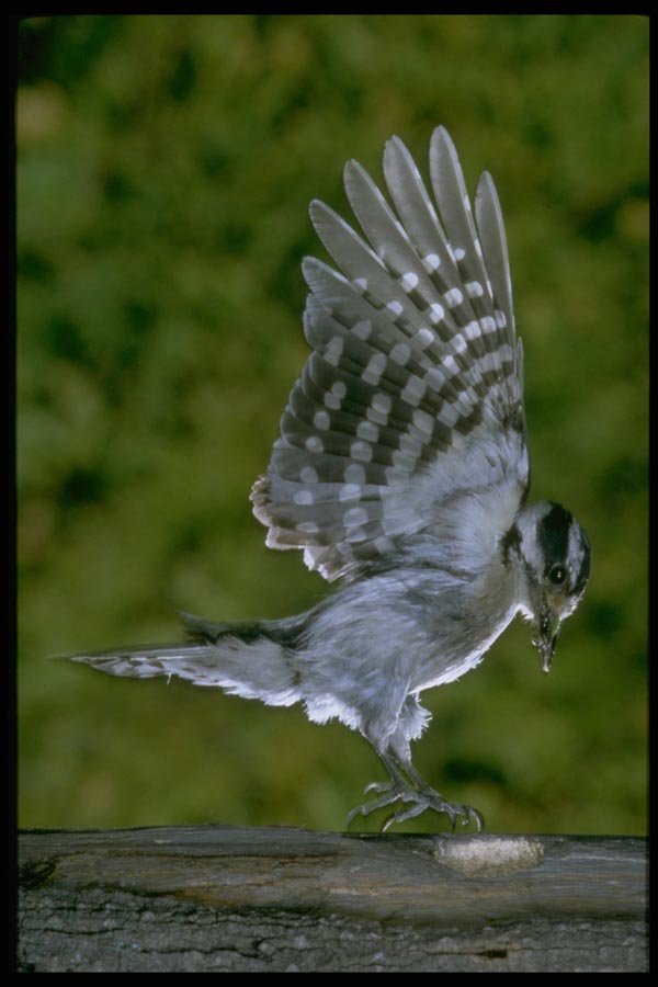 163069 Downy Woodpecker (female) A4 Photo Print