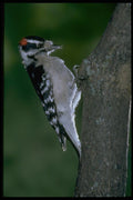 163070 Downy Woodpecker (male) A4 Photo Print