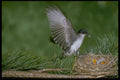 163071 Eastern Kingbird Landing On Nest A4 Photo Print
