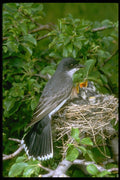 163072 Eastern Kingbird With Young A4 Photo Print