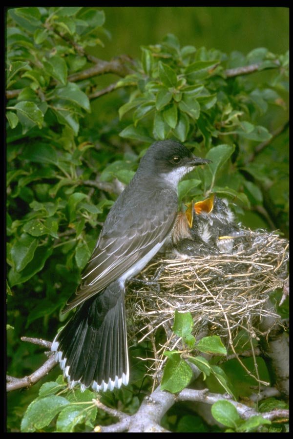 163072 Eastern Kingbird With Young A4 Photo Print