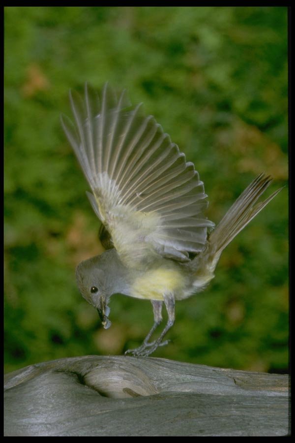 163073 Great crested Flycatcher A4 Photo Print