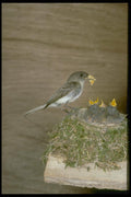 163074 Eastern Phoebe With Young A4 Photo Print