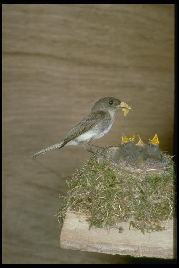 163074 Eastern Phoebe With Young A4 Photo Print
