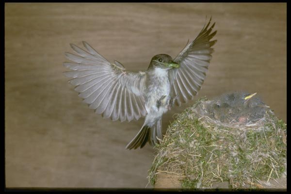 163075 Eastern Phoebe Approaching Nest A4 Photo Print