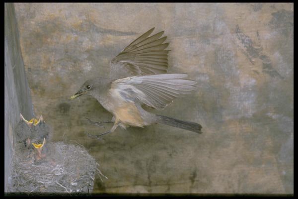 163076 Say's Phoebe Approaching Nest A4 Photo Print