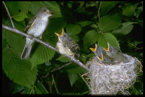 163077 Traill's Flycatcher With Young A4 Photo Print
