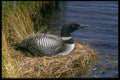 163078 Common Loon On Nest A4 Photo Print