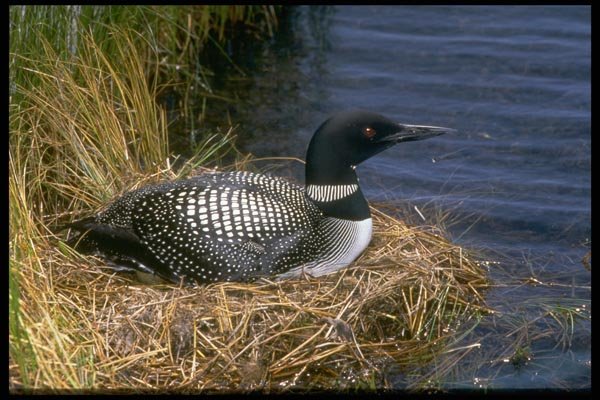 163078 Common Loon On Nest A4 Photo Print