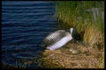 163079 Common Loon With Eggs A4 Photo Print