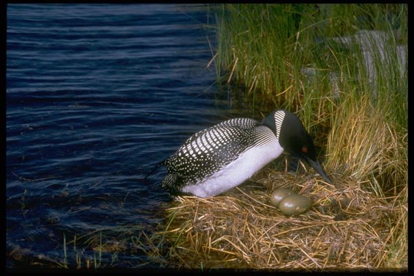 163079 Common Loon With Eggs A4 Photo Print
