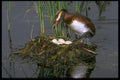 163080 Horned Grebe With Eggs A4 Photo Print