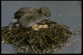 163081 Pied billed Grebe With Nest A4 Photo Print